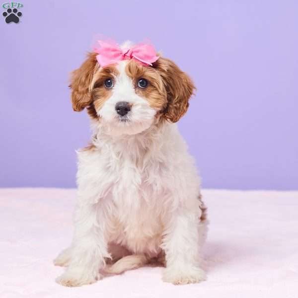 Clementine, Cavapoo Puppy